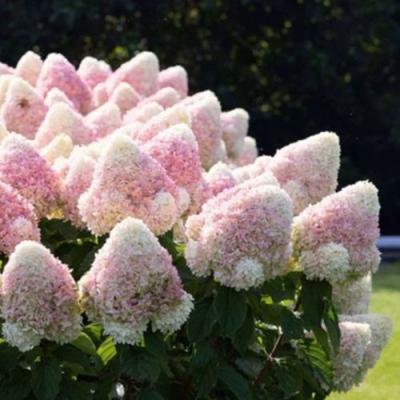 Бело-розовая в Фаниполе