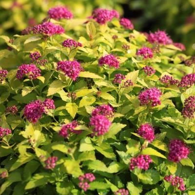 Японская в Фаниполе