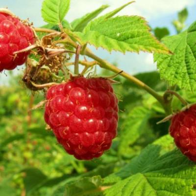 Бесшипная в Фаниполе