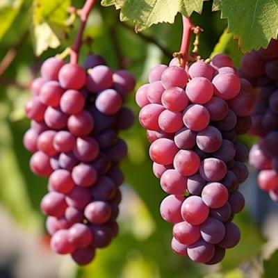 Фиолетовый в Фаниполе