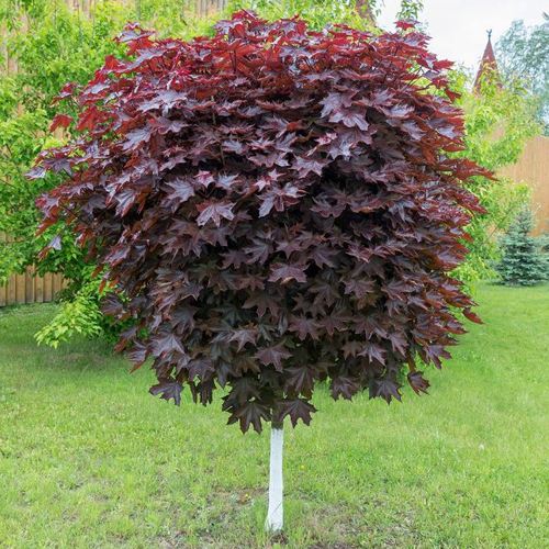 Клен красный в Фаниполе