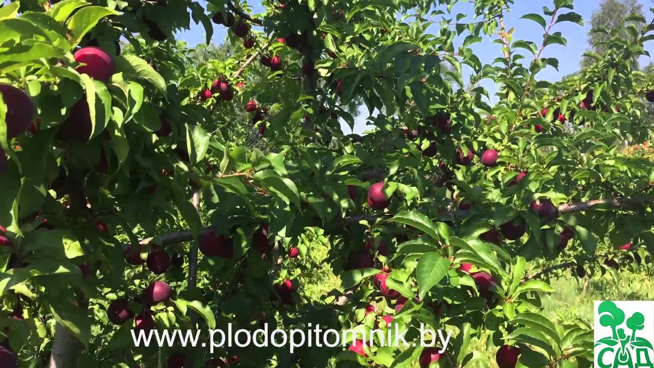 Превью видео