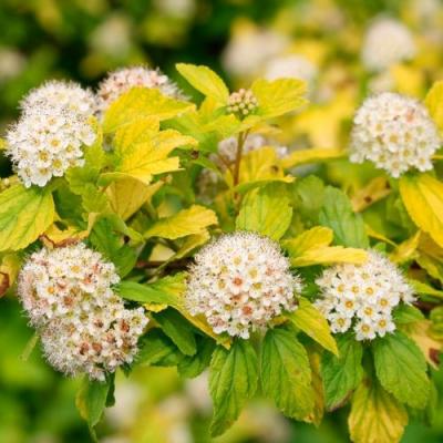 Желтый в Фаниполе