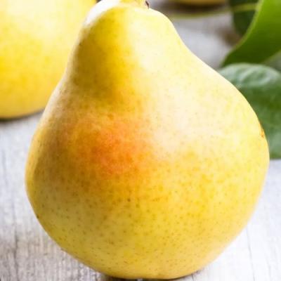 Желтая в Фаниполе