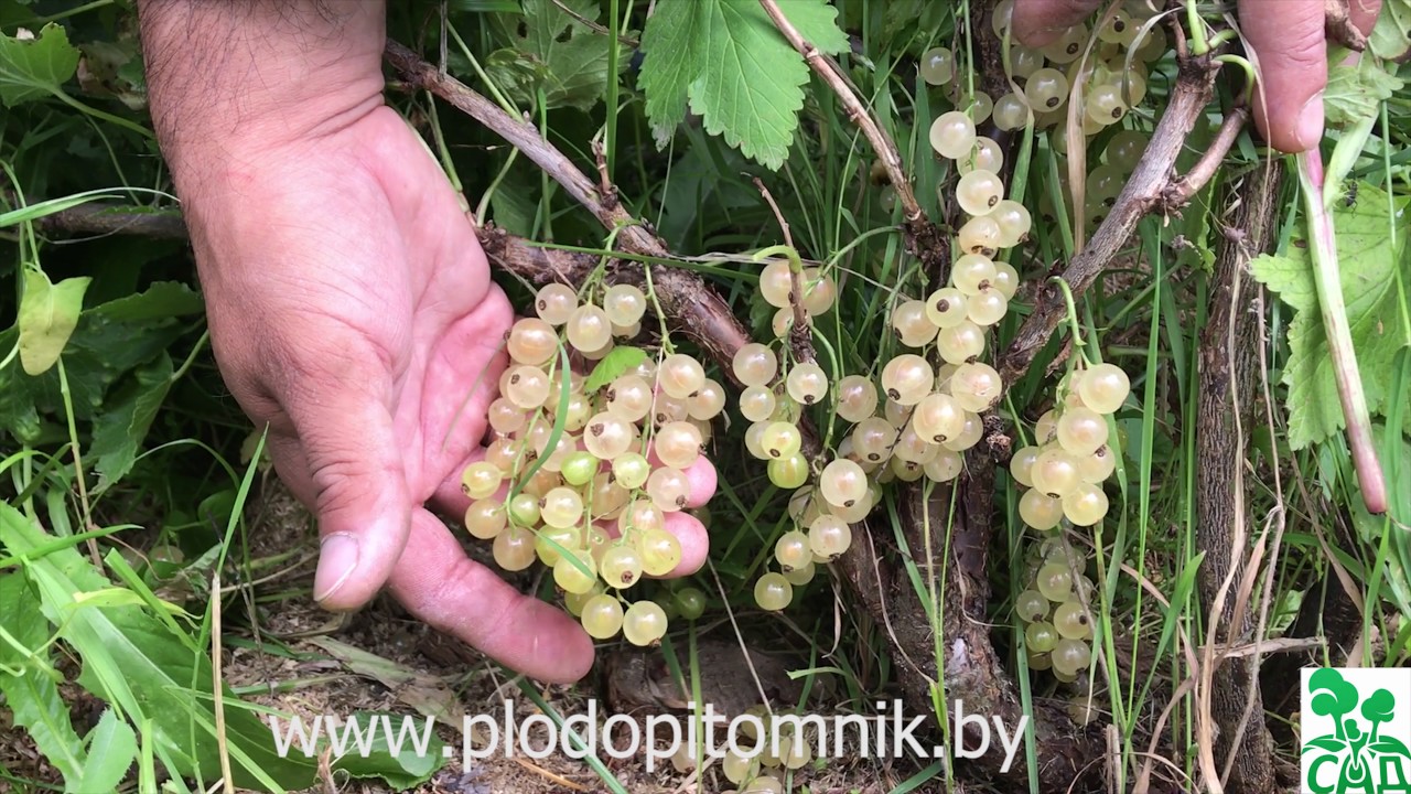 Превью видео