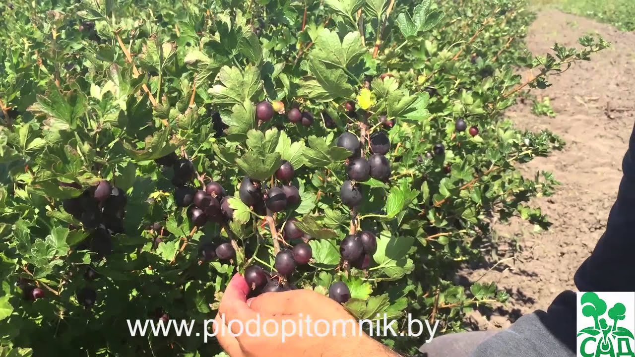 Превью видео