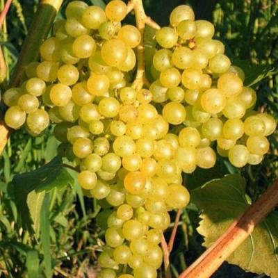 Желтый в Фаниполе