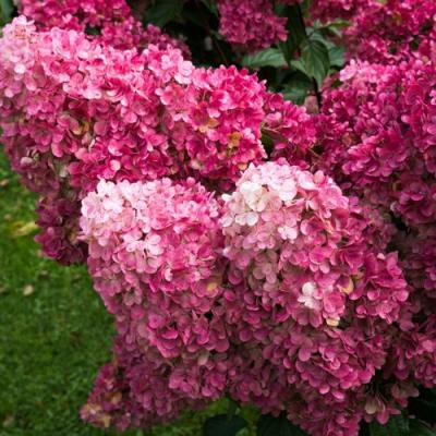 Фрайз в Фаниполе