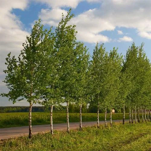 Береза обыкновенная в Фаниполе