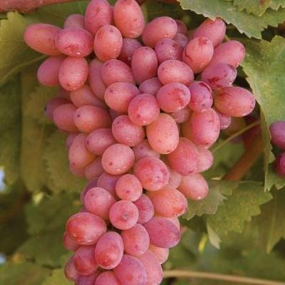 Розовый виноград в Фаниполе