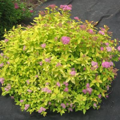 Голден в Фаниполе