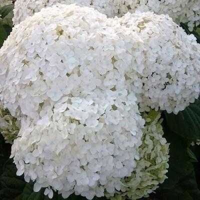 Белая в Фаниполе