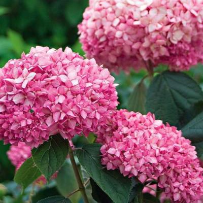 Розовая в Фаниполе