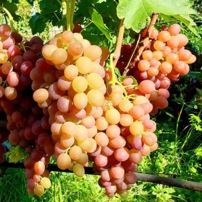 Сладкий в Фаниполе