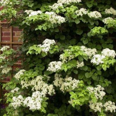 Черешковая в Фаниполе