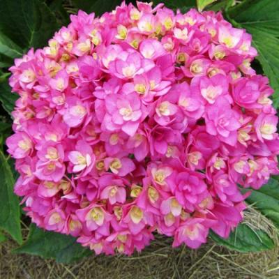 Ремонтантная в Фаниполе