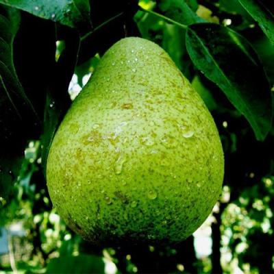 Зеленая в Фаниполе