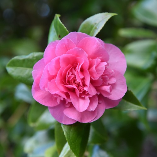 Камелия ДЕББИ в Фаниполе