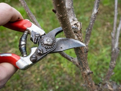 Обрезка черешни: когда и как правильно обрезать дерево для стабильного урожая