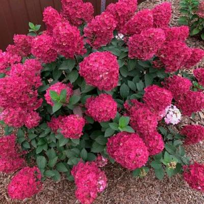 Красная в Фаниполе