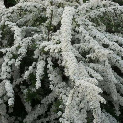 Серая в Фаниполе