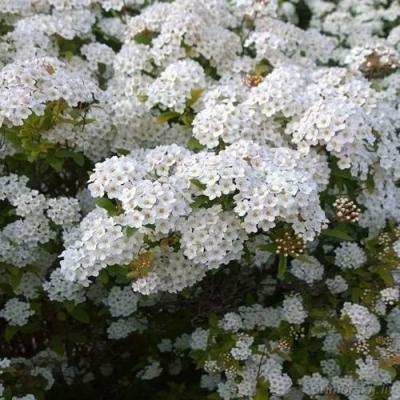 Белая в Фаниполе