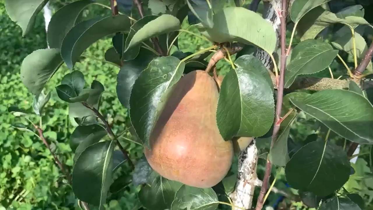 Превью видео