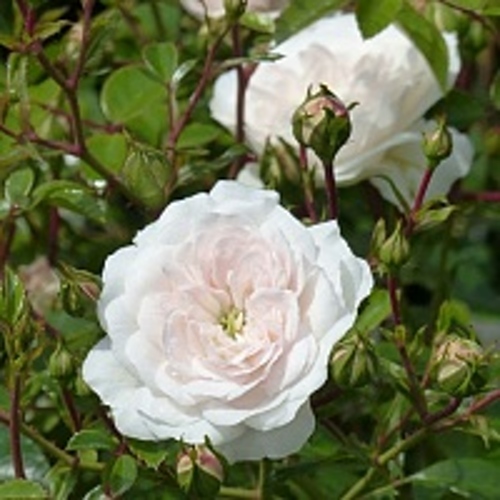 Роза СВАНИ почвопокровная в Фаниполе