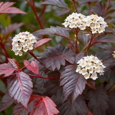 Бордовый в Фаниполе