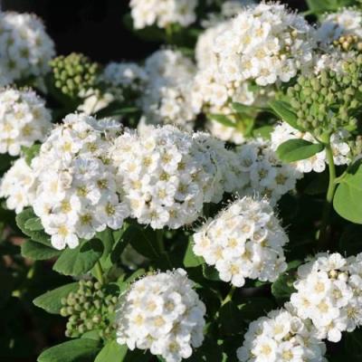 Березолистная в Фаниполе