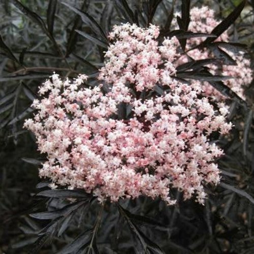 Бузина черная БЛЭК ЛЕЙС ЕВА в Фаниполе