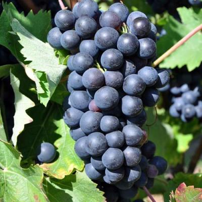 Круглый в Фаниполе