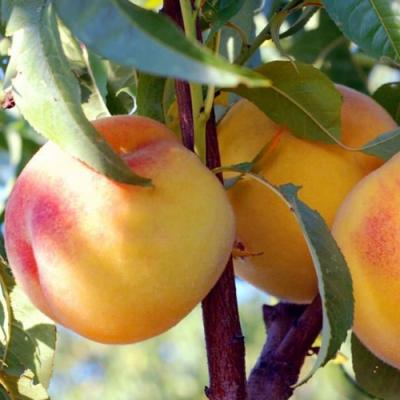 Колонновидные персики в Фаниполе