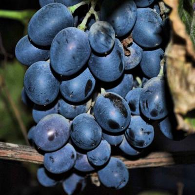 Синий в Фаниполе