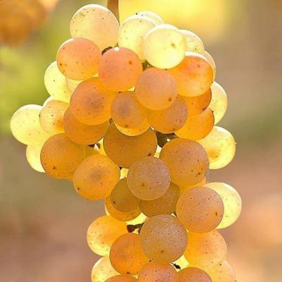Белый виноград в Фаниполе