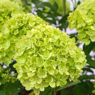 Зеленая в Фаниполе