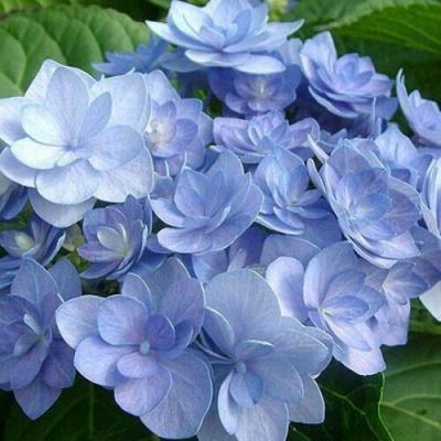 Голубая в Фаниполе