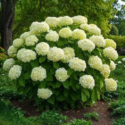 Большие (высокие) в Фаниполе