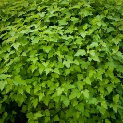 Зеленый в Фаниполе