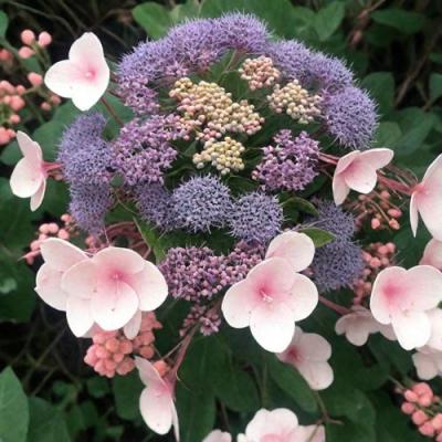 Шершавая в Фаниполе