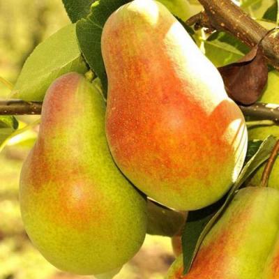 Красавица в Фаниполе