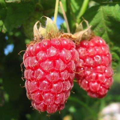 Крупная в Фаниполе