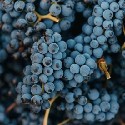 Технический в Фаниполе