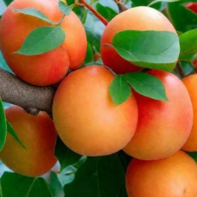 Абрикос в Фаниполе