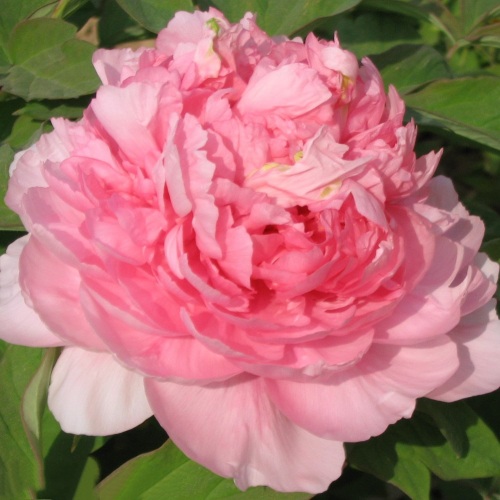 Пион ИМПЕРАТОРСКАЯ НАЛОЖНИЦА древовидный в Фаниполе