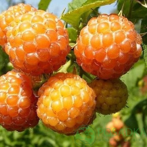 Малина КУМБЕРЛЕНД желтая в Фаниполе