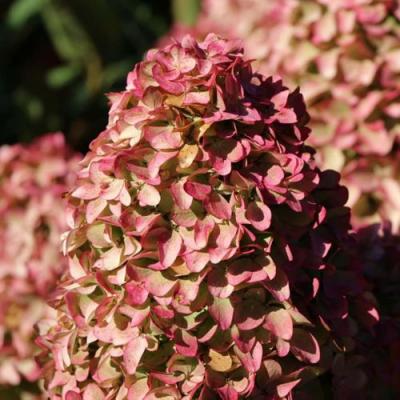 Мэджикал в Фаниполе