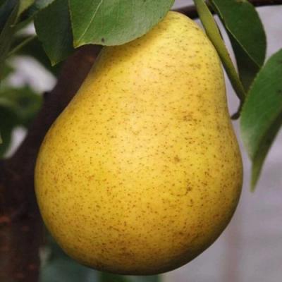 Крупная в Фаниполе