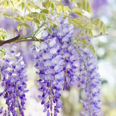 Глициния в Фаниполе