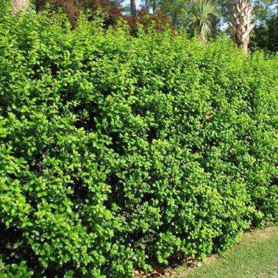 Живая изгородь в Фаниполе